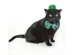 Adopt Lucky a Domestic Short Hair