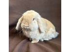 Adopt Wesley a Holland Lop