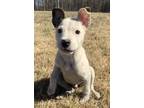 Adopt Thumper a Collie, Mixed Breed