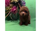 Poodle (Toy) Puppy for sale in Valrico, FL, USA