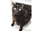 Adopt Boba a Domestic Short Hair