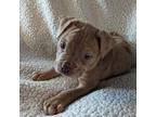 Olde English Bulldogge Puppy for sale in Roseville, IL, USA