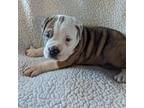 Olde English Bulldogge Puppy for sale in Roseville, IL, USA