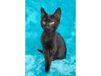 Adopt Panther a Domestic Short Hair