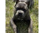 Cane Corso Puppy for sale in Helena, MO, USA