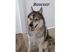 Adopt Bowser a Alaskan Malamute