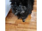 Pomeranian Puppy for sale in Marshall, MN, USA