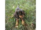Cavalier King Charles Spaniel Puppy for sale in Verona, KY, USA