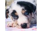 Australian Shepherd Puppy for sale in Port Orange, FL, USA