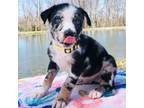 Catahoula Leopard Dog Puppy for sale in Sardinia, OH, USA