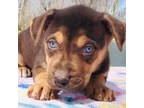 Catahoula Leopard Dog Puppy for sale in Pittsburgh, PA, USA