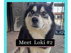 Adopt Loki #2 a Husky