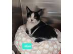 Adopt Alan a Domestic Short Hair