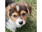 Pembroke Welsh Corgi Puppy for sale in Bartlett, TN, USA