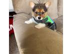 Pembroke Welsh Corgi Puppy for sale in Bartlett, TN, USA