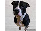 Adopt Spike a Pit Bull Terrier
