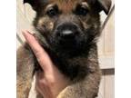 German Shepherd Dog Puppy for sale in Algonac, MI, USA