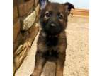 German Shepherd Dog Puppy for sale in Algonac, MI, USA