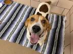 Adopt UNCLE RED a English Coonhound