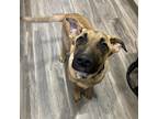 Adopt Scooby a German Shepherd Dog