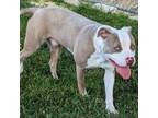 Adopt TUBS - JCAC a American Staffordshire Terrier, Pit Bull Terrier