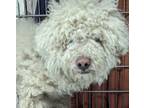 Adopt Merlin a Miniature Poodle