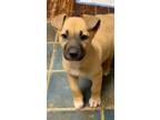 Adopt Phineeas a Labrador Retriever