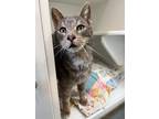 Adopt Sherman a Domestic Short Hair