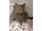 Adopt Reuben a Domestic Short Hair