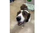 Adopt Barnabas a Saint Bernard, Great Pyrenees