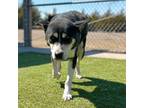 Adopt Pirate - Lonely Hearts Member a Husky, German Shepherd Dog