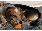 Adopt Link - Fostered in KC a Beagle