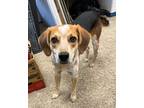 Adopt Link - Fostered in KC a Beagle