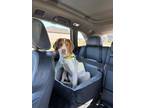Adopt Sully - adoption pending a Beagle, Spaniel