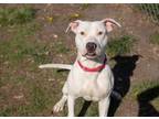 Adopt Limerick a Pit Bull Terrier, Bull Terrier