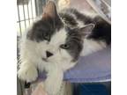 Adopt Teddy a Domestic Medium Hair