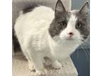 Adopt Tonka a Domestic Medium Hair