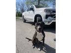 Adopt Kennon a Pit Bull Terrier