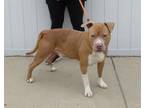 Adopt HOWARD WALLOWITZ a Pit Bull Terrier