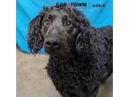 Adopt Shimmy a Labradoodle, Portuguese Water Dog