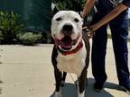 Adopt Chase (Underdog) a Pit Bull Terrier, Mixed Breed