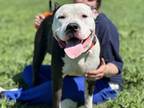 Adopt Chase (Underdog) a Pit Bull Terrier, Mixed Breed