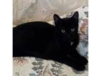 Adopt Spock a Domestic Short Hair