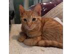 Adopt Trelane a Domestic Short Hair