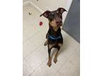 Adopt Porkchop a Doberman Pinscher