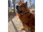 Adopt Guapo a Chow Chow