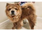 Adopt Chow Mein a Chow Chow