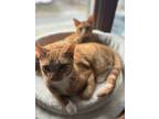Adopt Peanut and snoopy a Domestic Short Hair