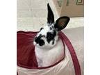 Adopt Smidge a Bunny Rabbit, Rex