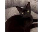 Adopt Shadow a Domestic Short Hair